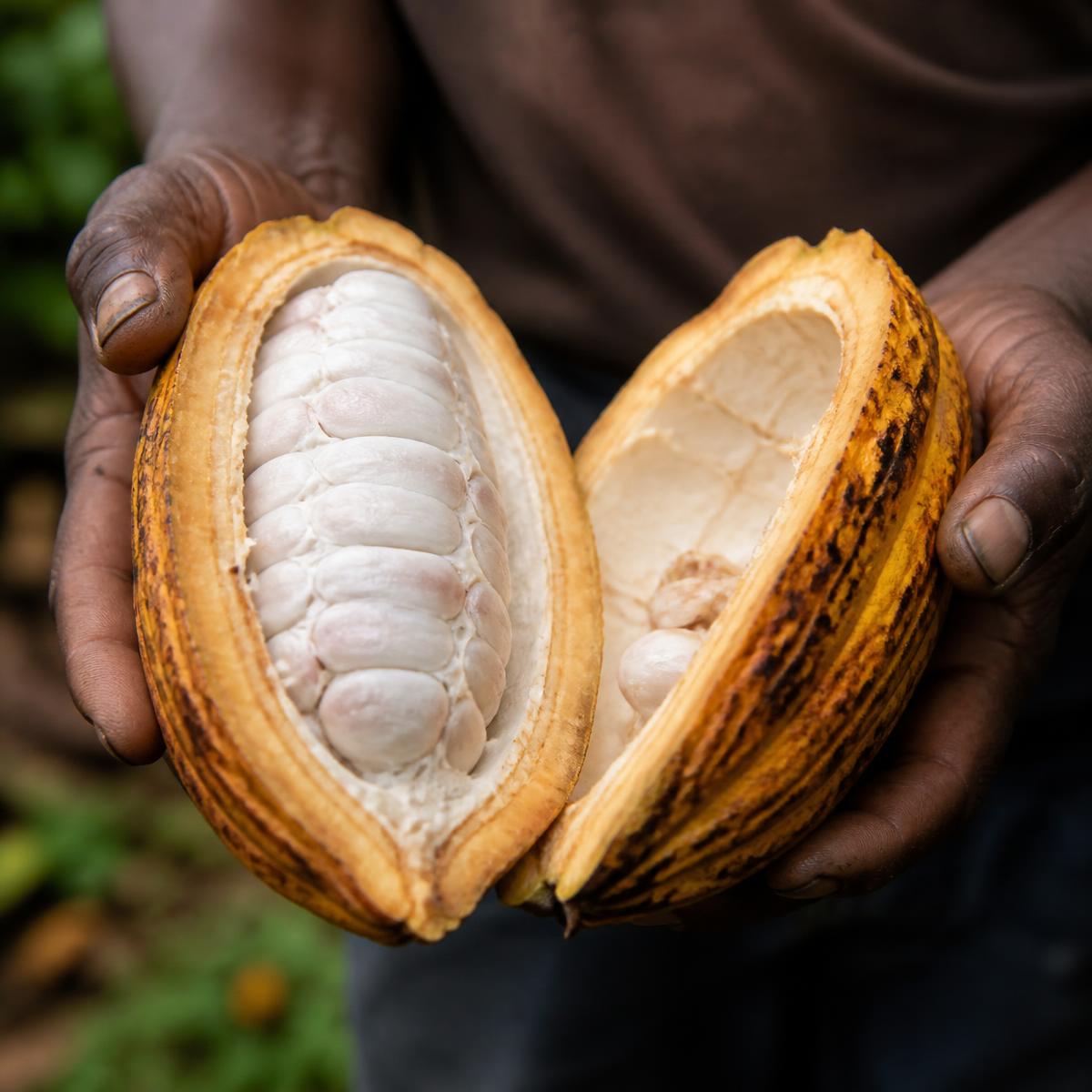 Premium Cocoa Beans